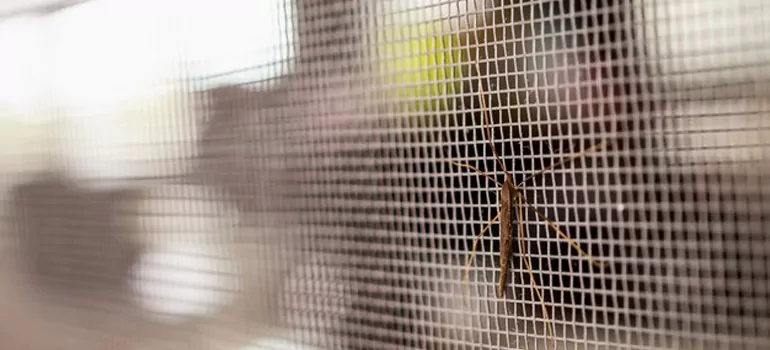 Repair Mosquito Mesh For Windows in Jasmine Estates, FL